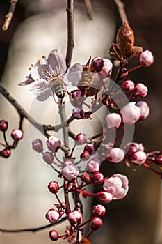 White blossoms and bee