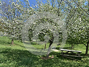 White Blossoms on the Apple Trees in Spring in April