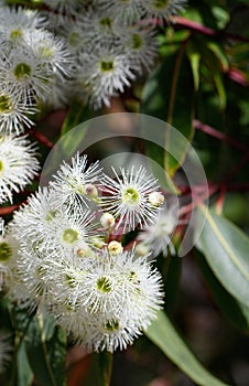 White blossoms of the Australian native Red Bloodwood, Corymbia gummifera, family Myrtaceae