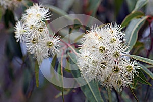 White blossoms of the Australian native Red Bloodwood, Corymbia gummifera photo