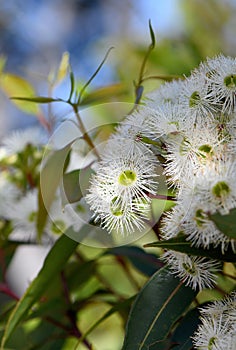 White blossoms of the Australian native Red Bloodwood, Corymbia gummifera, family Myrtaceae photo