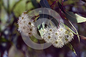 White blossoms of the Australian native Red Bloodwood, Corymbia gummifera, family Myrtaceae, in Sydney woodland photo