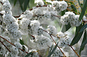 White blossoms of the Australian native Snow Gum, Eucalyptus pauciflora, family Myrtaceae, growing in Snowy mountains region, NSW