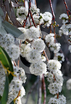 White blossoms of the Australian native Snow Gum, Eucalyptus pauciflora, family Myrtaceae photo