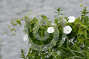 The white blossoms of bindwind, Calystegia sepium photo