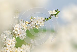 White blossoms of a blooming tree