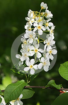 White blossoms of blooming tree prunus padus, known as bird cherry, hackberry, hagberry, or Mayday tree