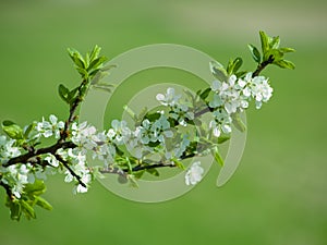 White blossoms on blue backgroundgreen