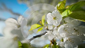 White blossoms on a branch