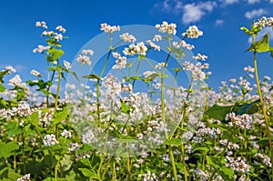 White blossoms of buckwheat plants, growing in a field photo