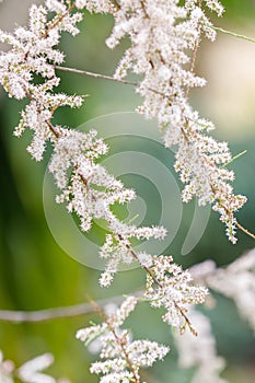 White blossoms at a bush in fornt of green background