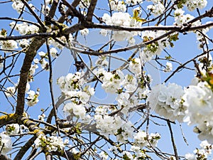 white blossoms of cherry on branches of tree