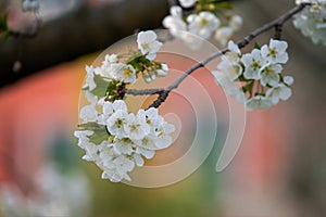 White blossoms on a cherry tree branch, selective focus, vernal background