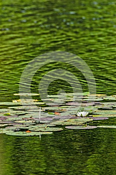 White Blossoms On Colorful Lily Pads