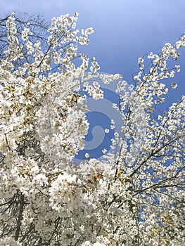 White blossoms on a dogwood tree in the spring