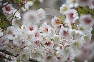 White blossoms on a dogwood tree in the spring