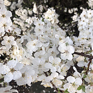 white blossoms flowers on the tree of spring