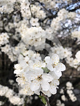 Blanco flores flores sobre el un árbol de primavera 