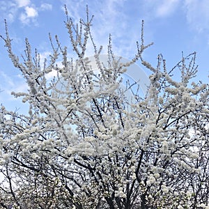 white blossoms flowers on the tree of spring
