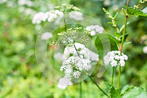 White blossoms of ground elder on green meadow