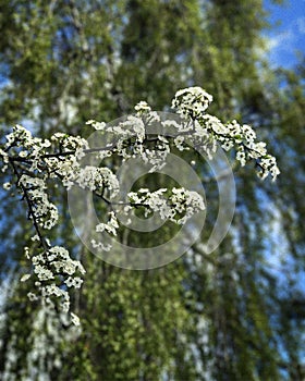 White blossoms in Irpin Ukraine - SPRING - UKR