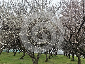 White blossoms in japan is so unique when near to summertime