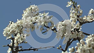 White blossoms , Lake Wofgangsee, Salzburg, Austria