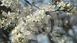 White blossoms , Lake Wofgangsee, Salzburg, Austria