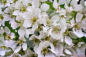 White blossoms of pear in spring