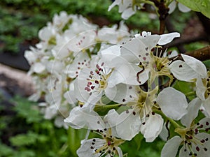 White blossoms of a pear tree, flowers with 5 white petals, numerous red anthers and yellow stigmas