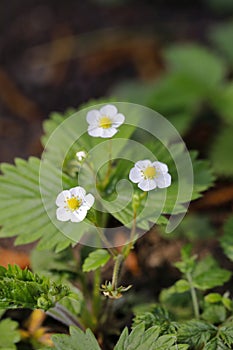 White blossoms of strawberries in nature