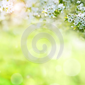 White blossoms in summer