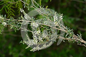 White Blossoms