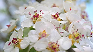 White blossoms with vibrant stamens, closeup video