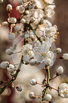 White blossoms