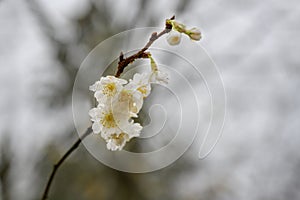 White blossoms of the winter flowering cherry Prunus subhirtella on a hazy November day in northern Germany, blurry gray