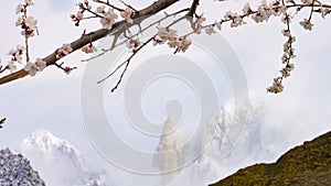 White blossum cherry flowers