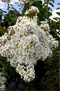 White blossum
