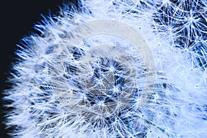 White blow ball of dandelion plant with fluff and seeds on blue background. Close-up of beautiful fluffy dandelion.