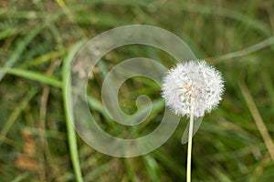 White blowball dandelion on blurred green grass background, close up