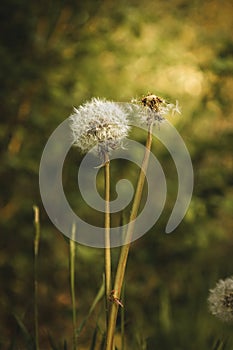 White blowball dandelion flowers close up