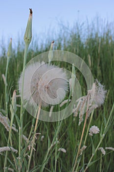 White blowball dandelion on the meadow. Closeup view of a blowball against the evening sky.