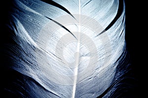 White blue angelic tender feather over black backround