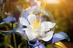 White and blue aquilegia flower closeup.