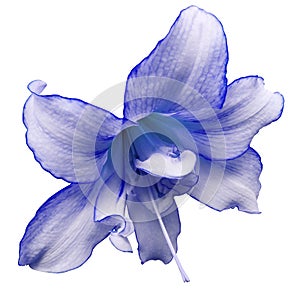 White-blue big flower. White isolated background with clipping path. Closeup. no shadows. For design.