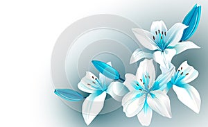 White and blue blooming flowers