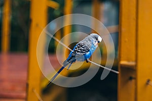White and blue budgie resting