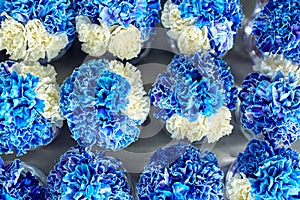 White and blue carnations. Background of flowers. Flowers, beauty.