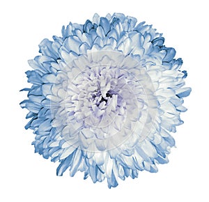 White-blue chrysanthemum  flower.  White isolated background with clipping path.   Closeup  no shadows.  For design.
