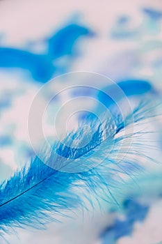 White and blue colors. Bird feather on selective focus. Close up. Background. Copy space for text. Femine, light airy Feathers